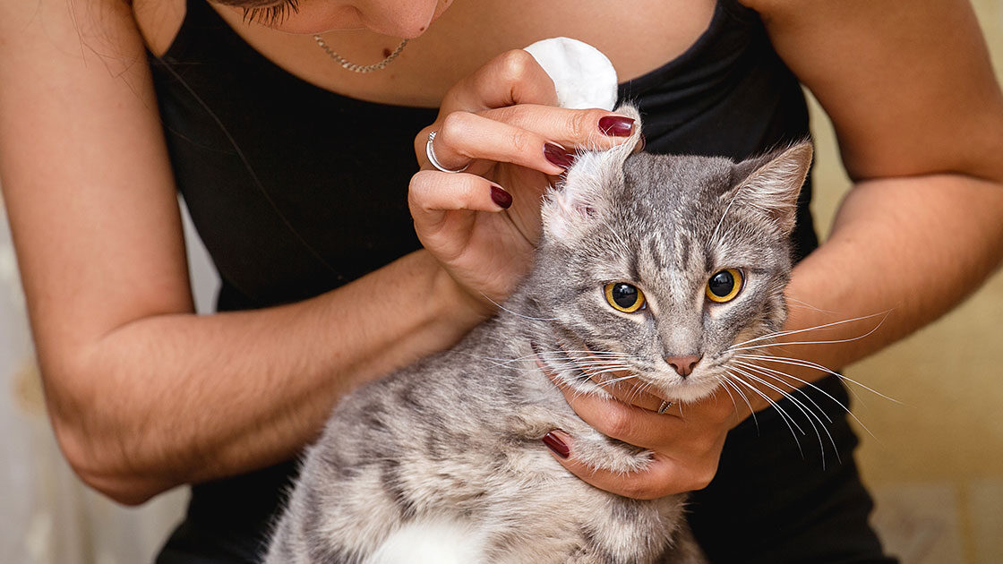 Hvordan behandle øremitt hos katter