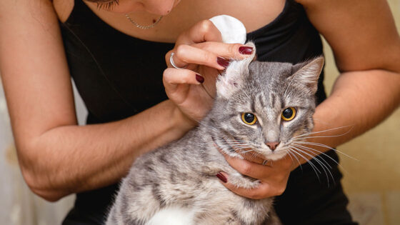 Hvordan behandle øremitt hos katter