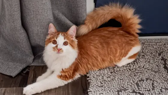 Forstå kattens halespråk