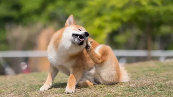 Kløende hud hos hund: Hvorfor klør hunden din så mye?