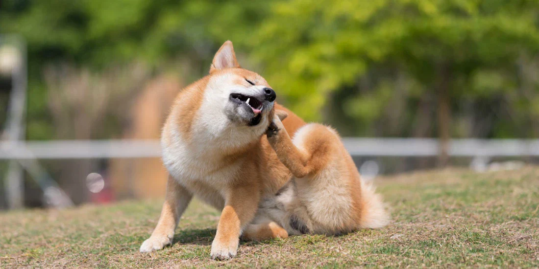 Kløende hud hos hund: Hvorfor klør hunden din så mye?