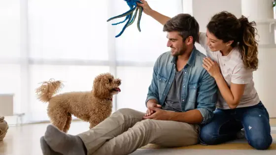 7 enkle triks enhver valp kan lære