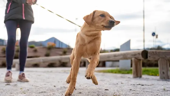 Hvorfor hunden din drar i båndet (og løsninger)