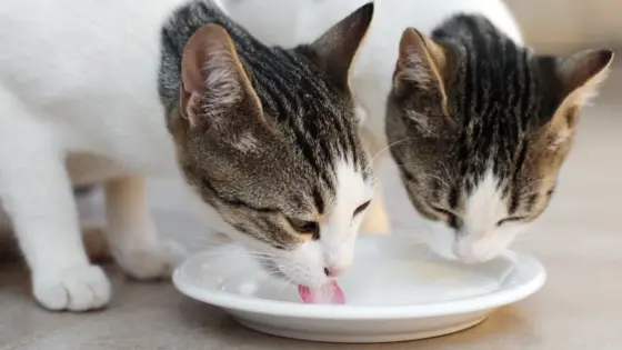 Kan katter virkelig drikke melk?