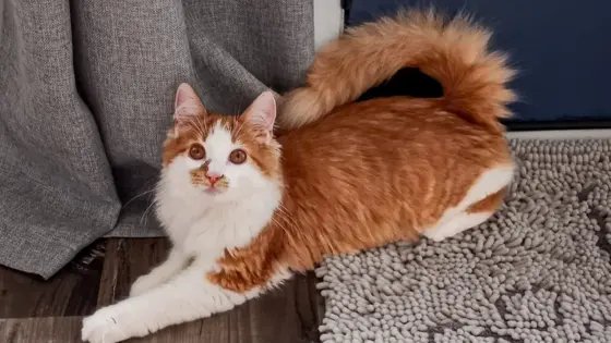 Forstå kattens halespråk