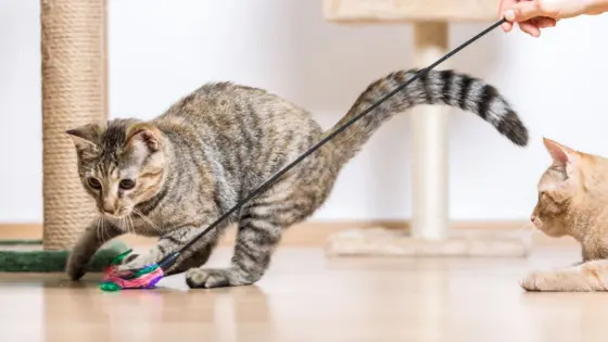 Innendørs lekeideer mot kattekjedsomhet