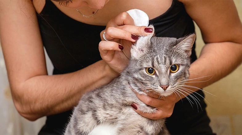 Hvordan behandle øremitt hos katter