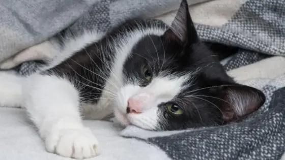 Tegn på at katten din har smerter i det skjulte