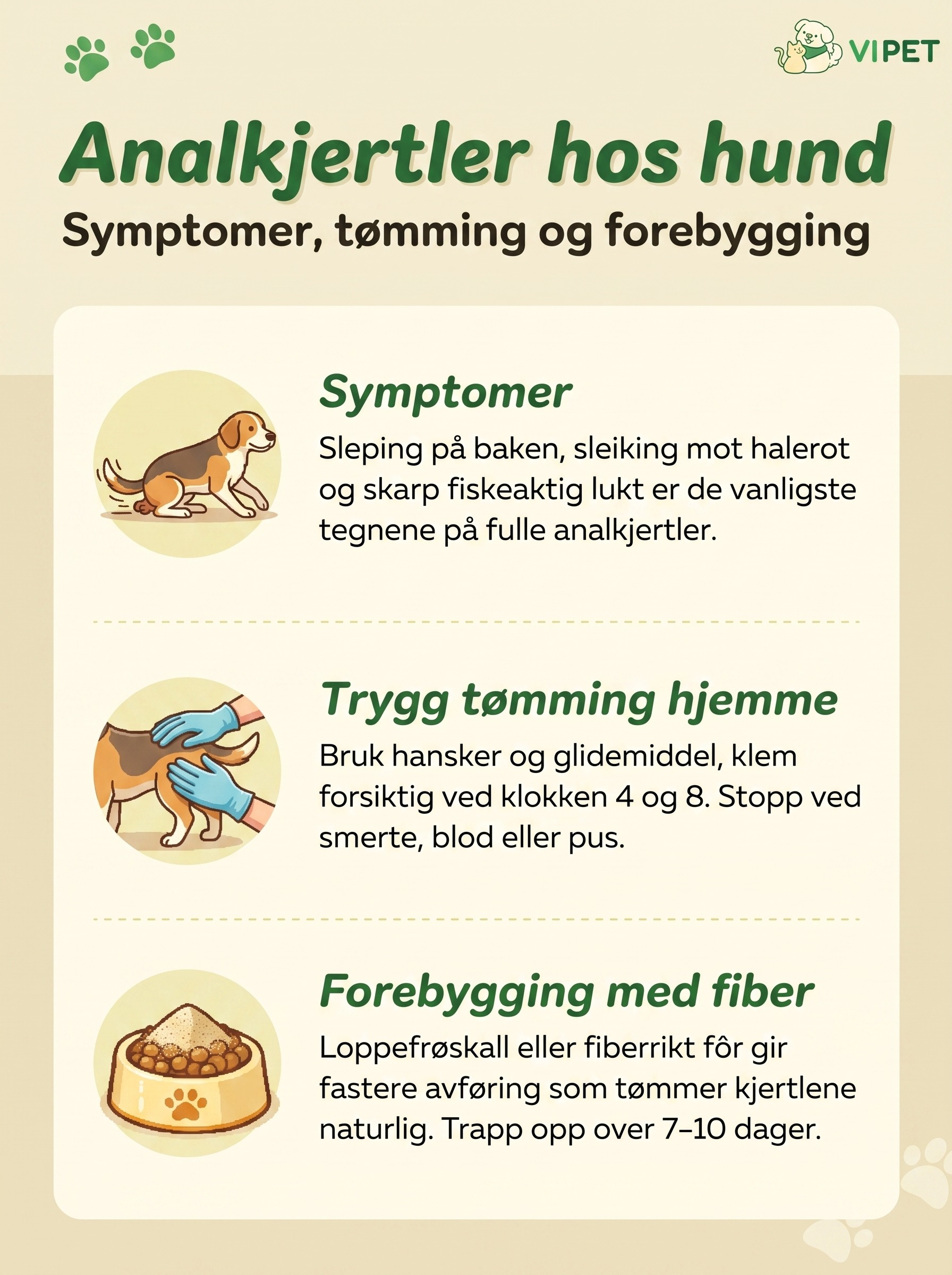 Infografikk om analkjertler hos hund: symptomer, trygg tømming hjemme og forebygging med fiber.