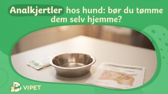 Analkjertler hos hund: bør du tømme dem selv hjemme?