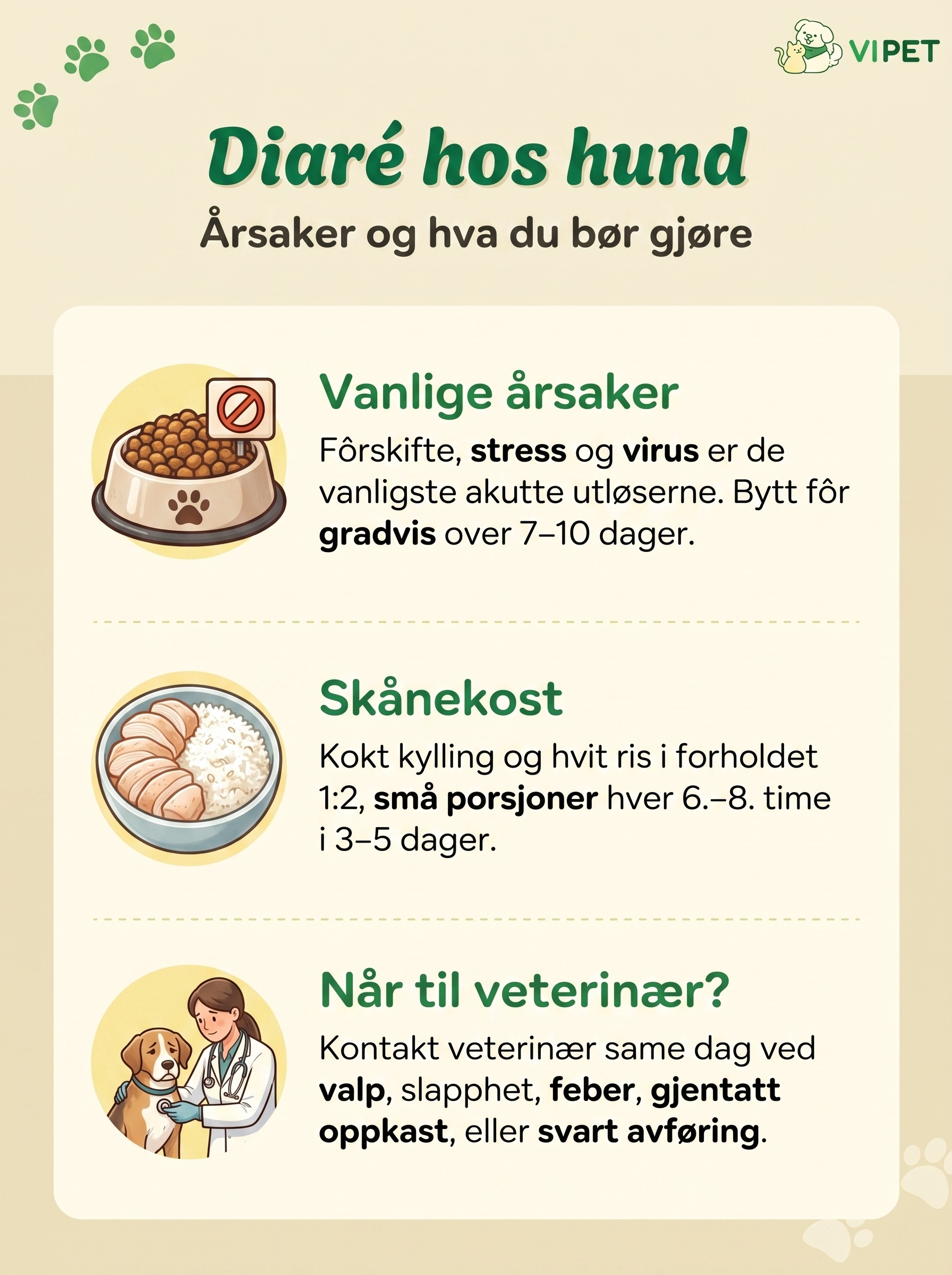 Infografikk om diaré hos hund: vanlige årsaker, skånekost og når du bør kontakte veterinær