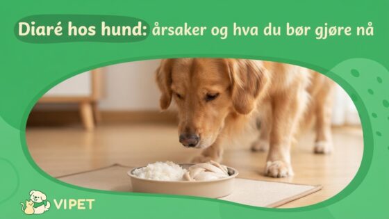 Diaré hos hund: årsaker og hva du bør gjøre nå