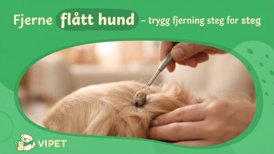 Fjerne flått hund riktig – trygg fjerning steg for steg