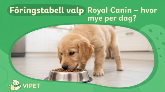 Fôringstabell valp Royal Canin – hvor mye per dag?