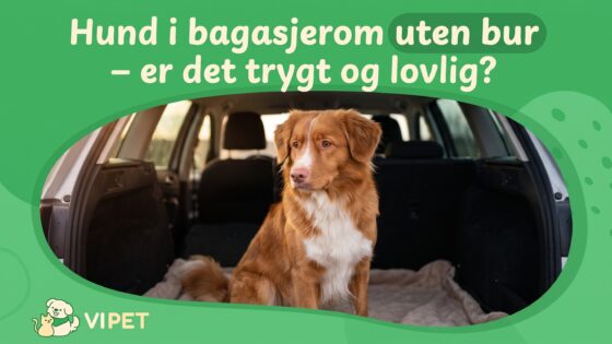 Hund i bagasjerom uten bur – er det trygt og lovlig?