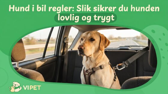 Hund i bil regler: Slik sikrer du hunden lovlig og trygt