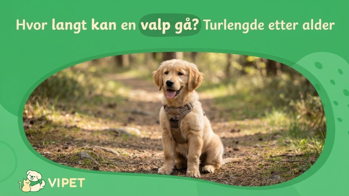 Hvor langt kan en valp gå? Turlengde etter alder