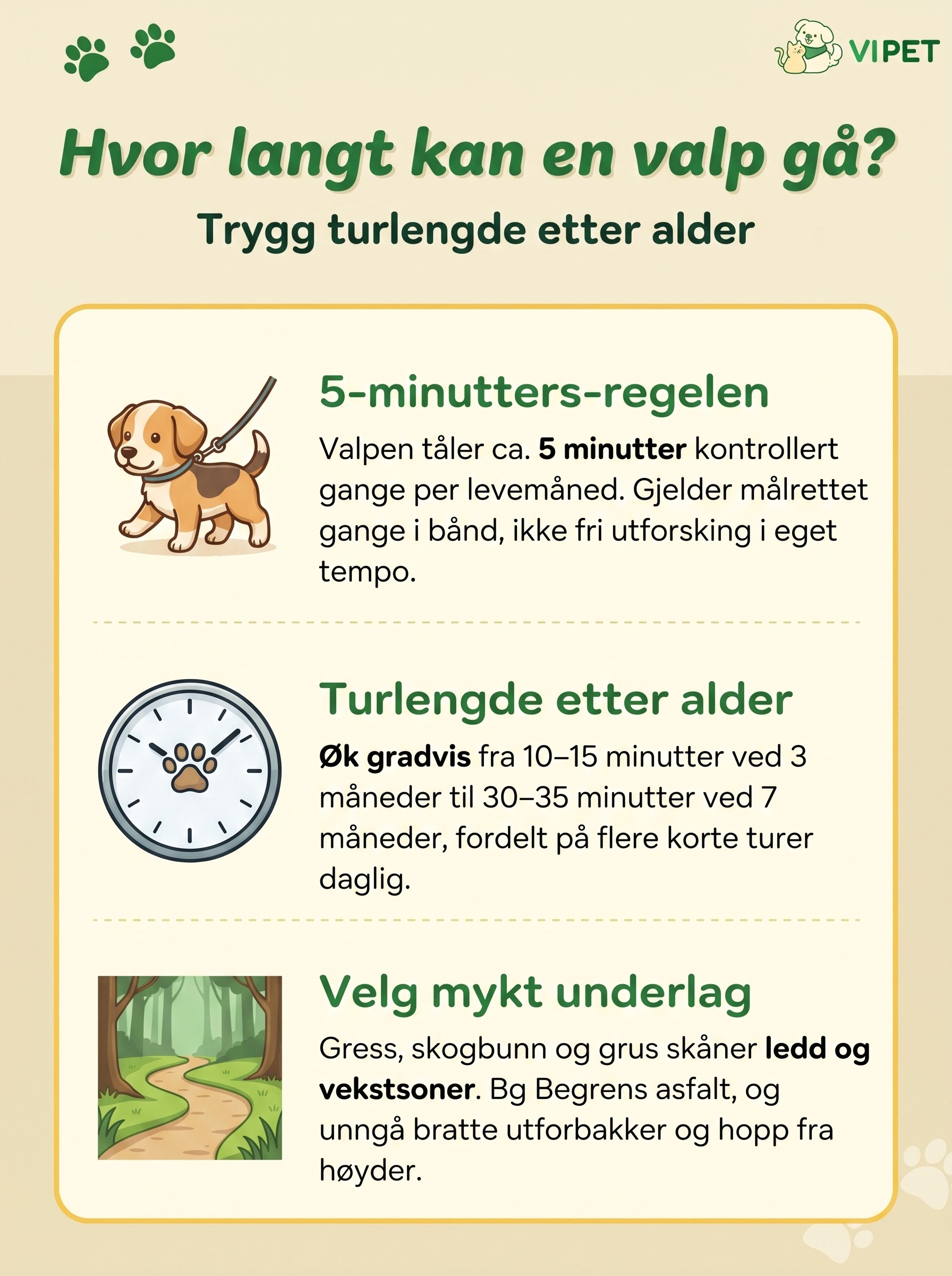 Infografikk med 5-minutters-regelen, anbefalt turlengde etter alder og riktig underlag for valper