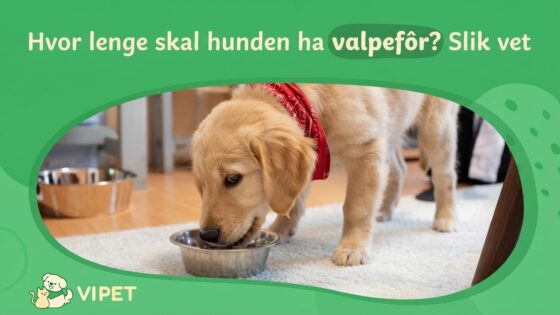 Hvor lenge skal hunden ha valpefôr? Slik vet du når