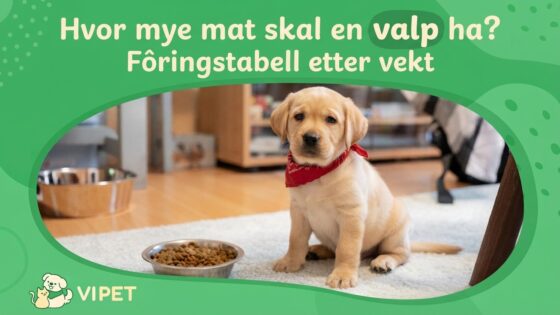 Hvor mye mat skal en valp ha? Fôringstabell etter vekt