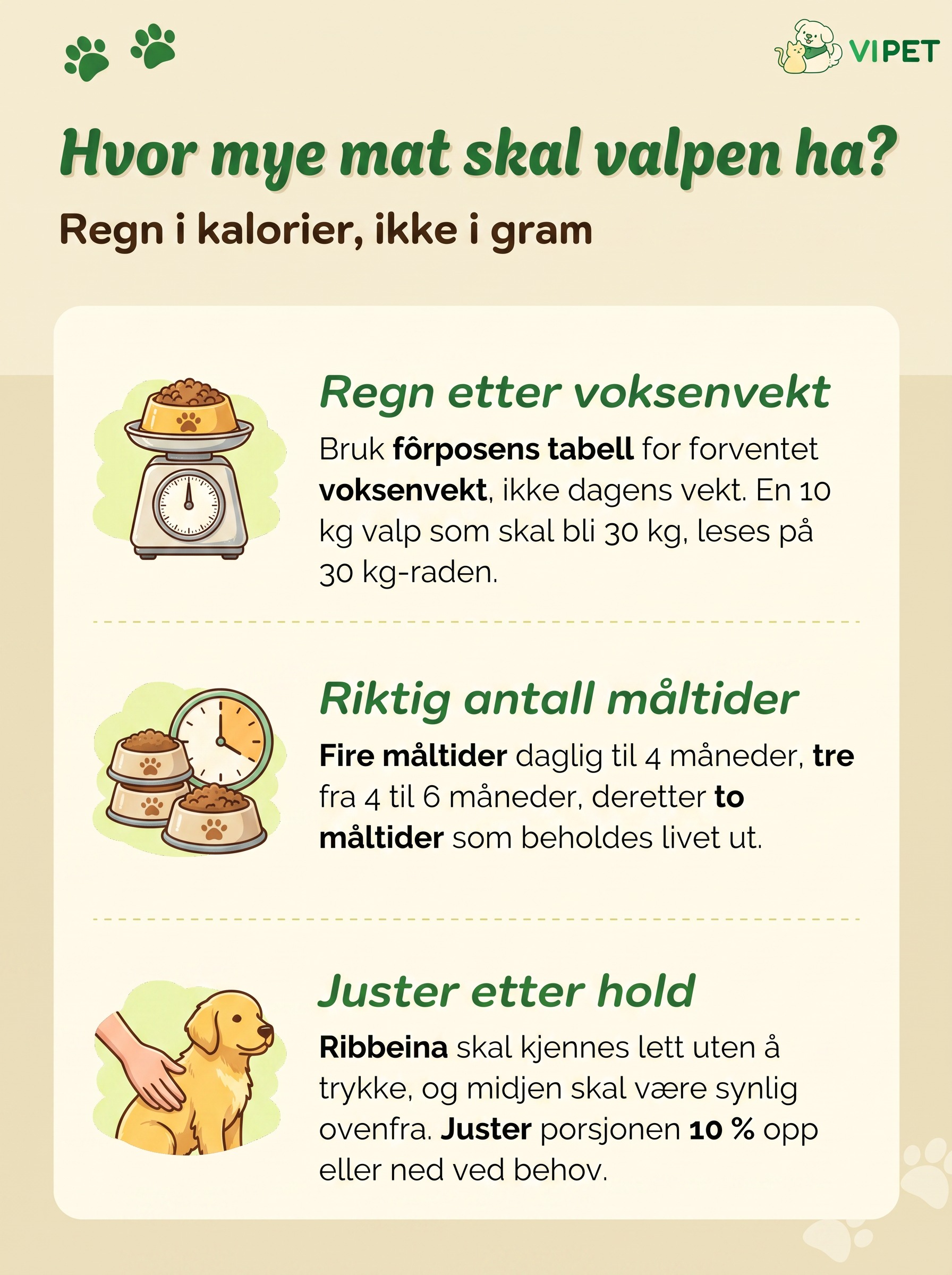 Infografikk som viser hvor mye mat en valp skal ha: kaloriberegning etter voksenvekt, antall måltider og holdvurdering