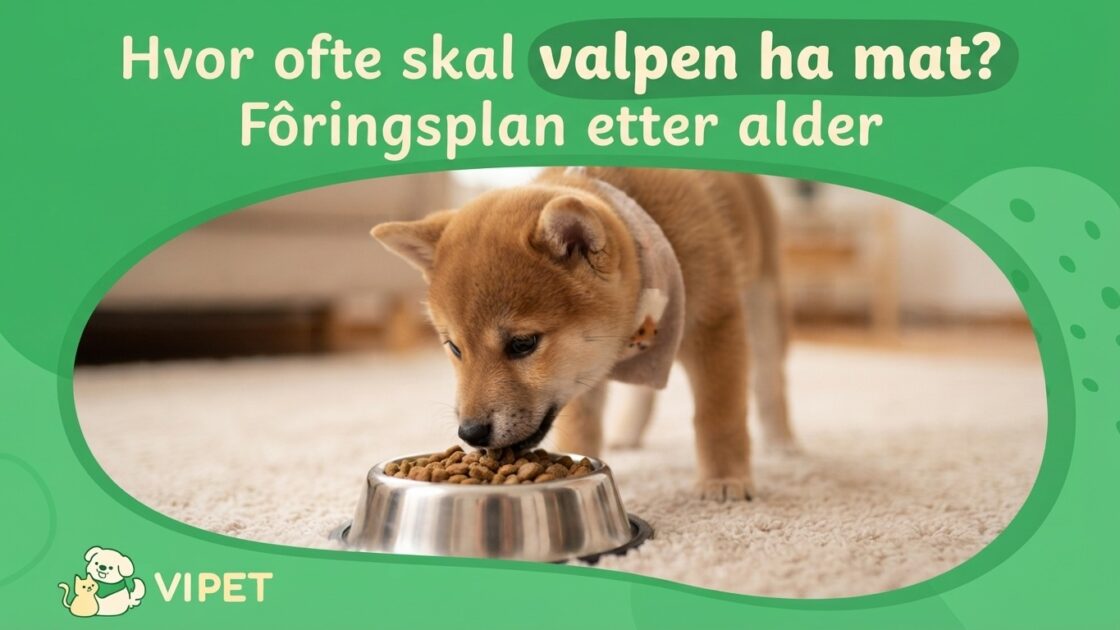 Hvor ofte skal valpen ha mat? Fôringsplan etter alder