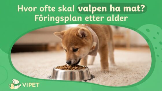 Hvor ofte skal valpen ha mat? Fôringsplan etter alder