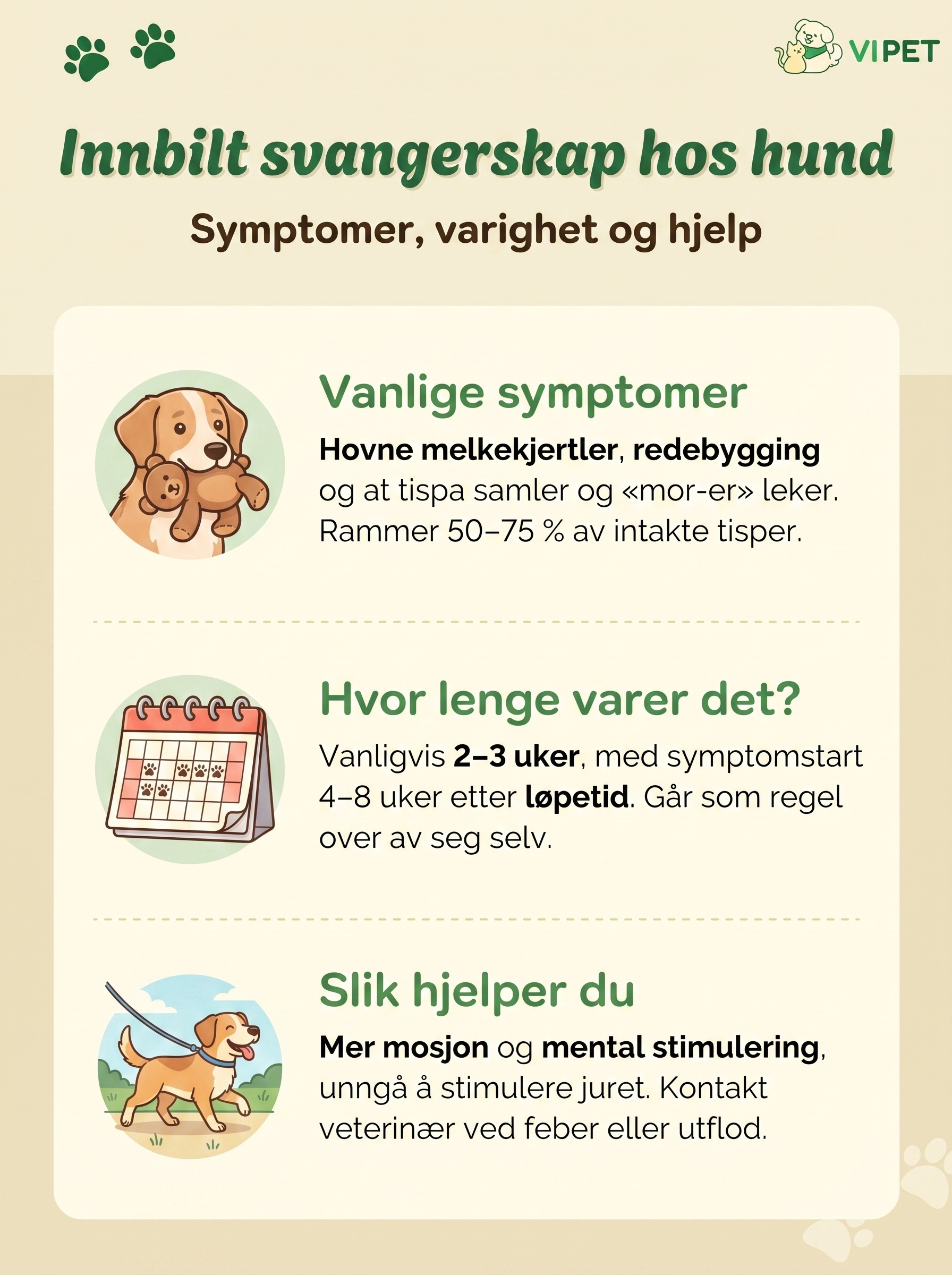 Infografikk om innbilt svangerskap hos hund: symptomer, varighet og hvordan du hjelper tispa