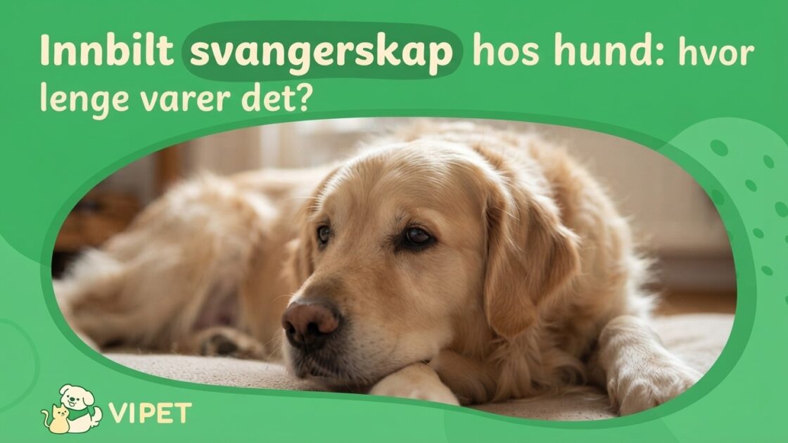 Innbilt svangerskap hos hund: hvor lenge varer det?