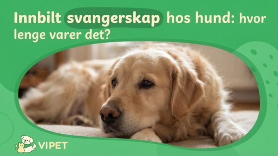 Innbilt svangerskap hos hund: hvor lenge varer det?