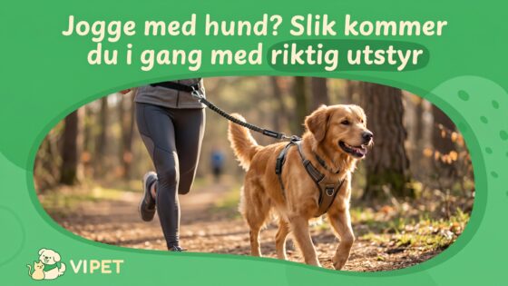 Jogge med hund? Slik kommer du i gang med riktig utstyr