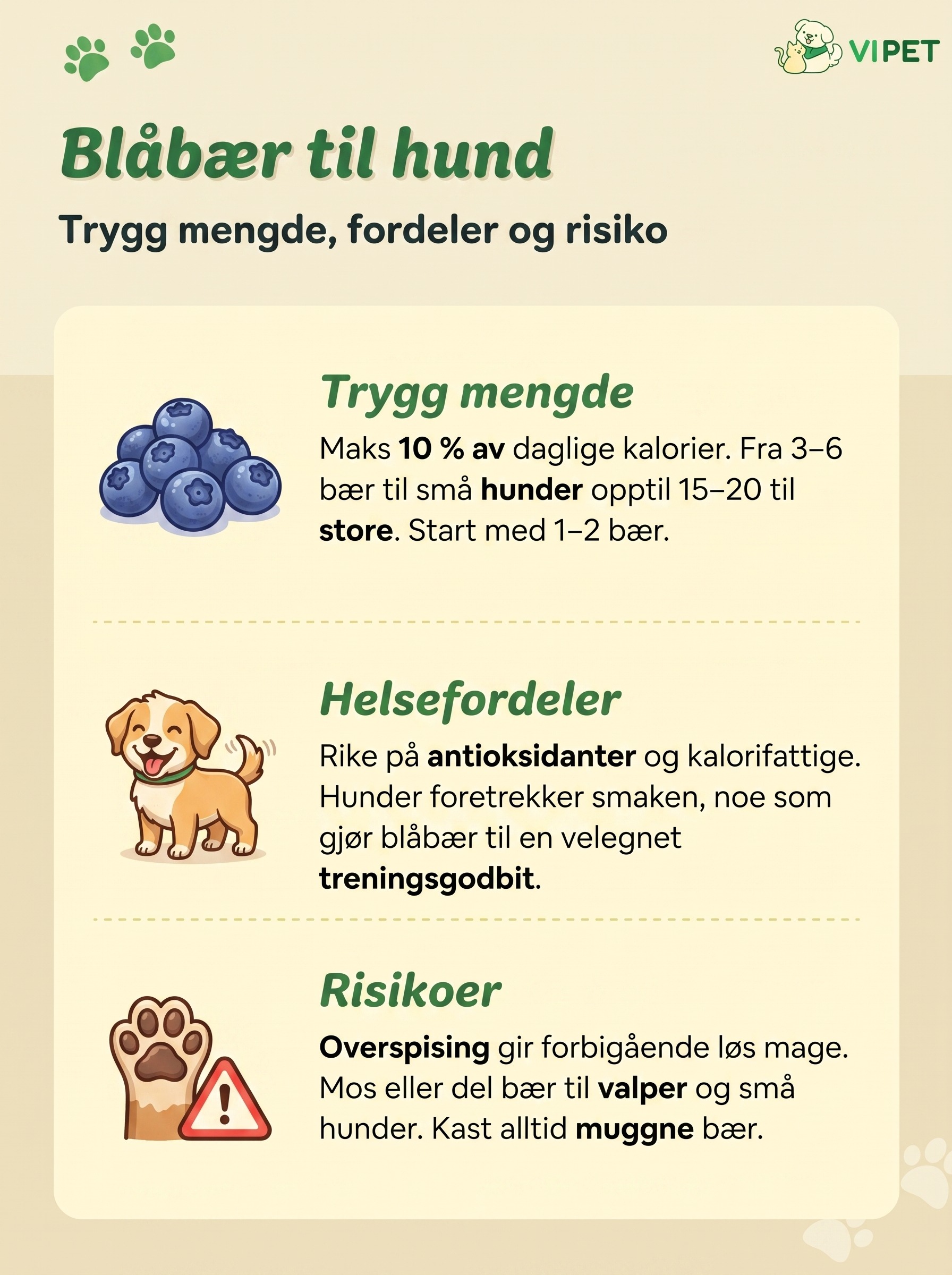 Infografikk om blåbær til hund: trygg mengde, helsefordeler og risikoer