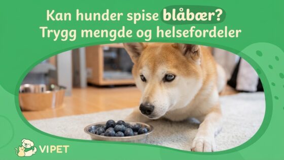 Kan hunder spise blåbær? Trygg mengde og helsefordeler