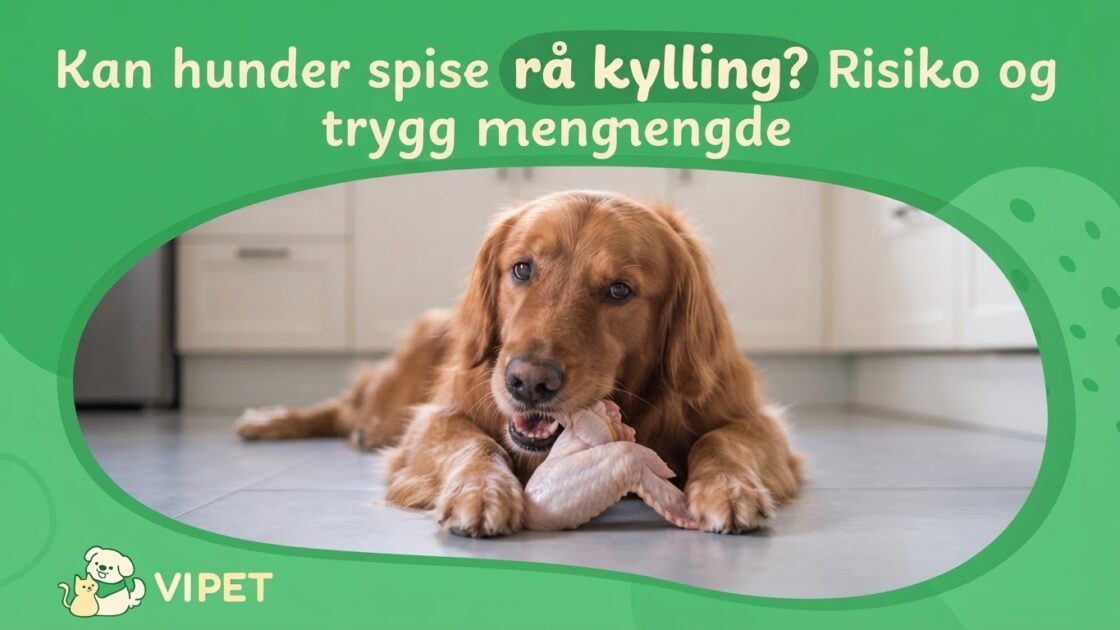 Kan hunder spise rå kylling? Risiko og trygg mengde