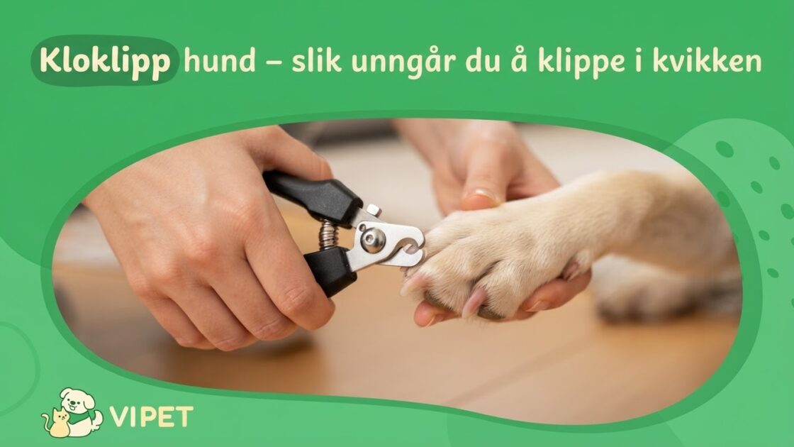 Kloklipp hund – slik unngår du å klippe i kvikken