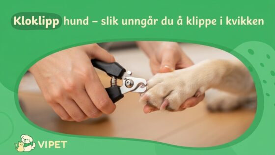 Kloklipp hund – slik unngår du å klippe i kvikken