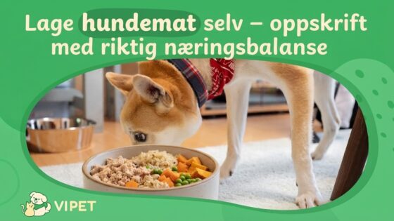 Lage hundemat selv – oppskrift med riktig næringsbalanse