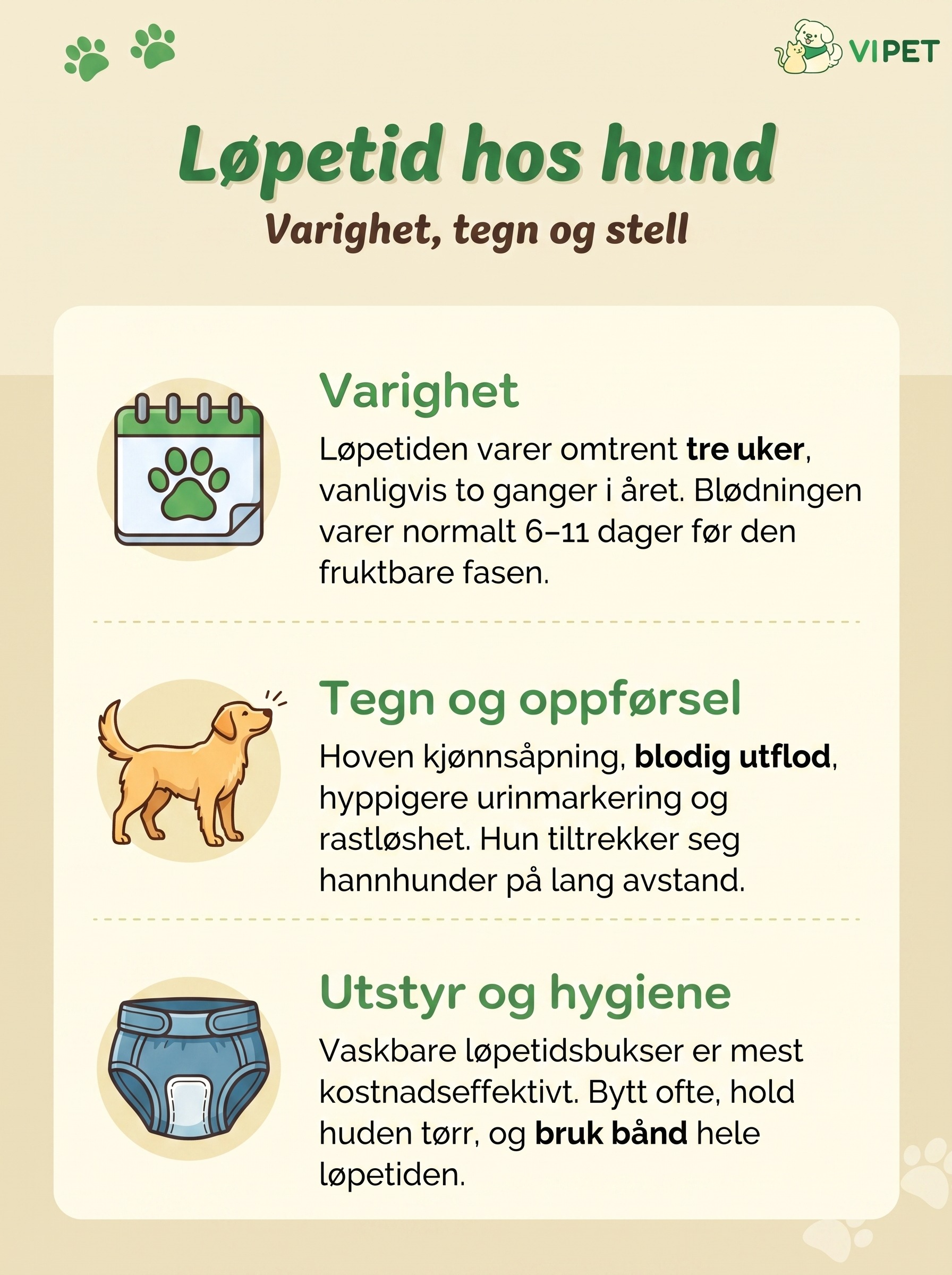 Infografikk om løpetid hos hund med varighet, tegn på løpetid og råd om utstyr og hygiene