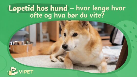 Løpetid hos hund – hvor lenge hvor ofte og hva bør du vite?