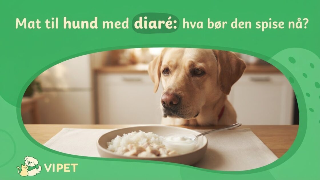 Mat til hund med diaré: hva bør den spise nå?