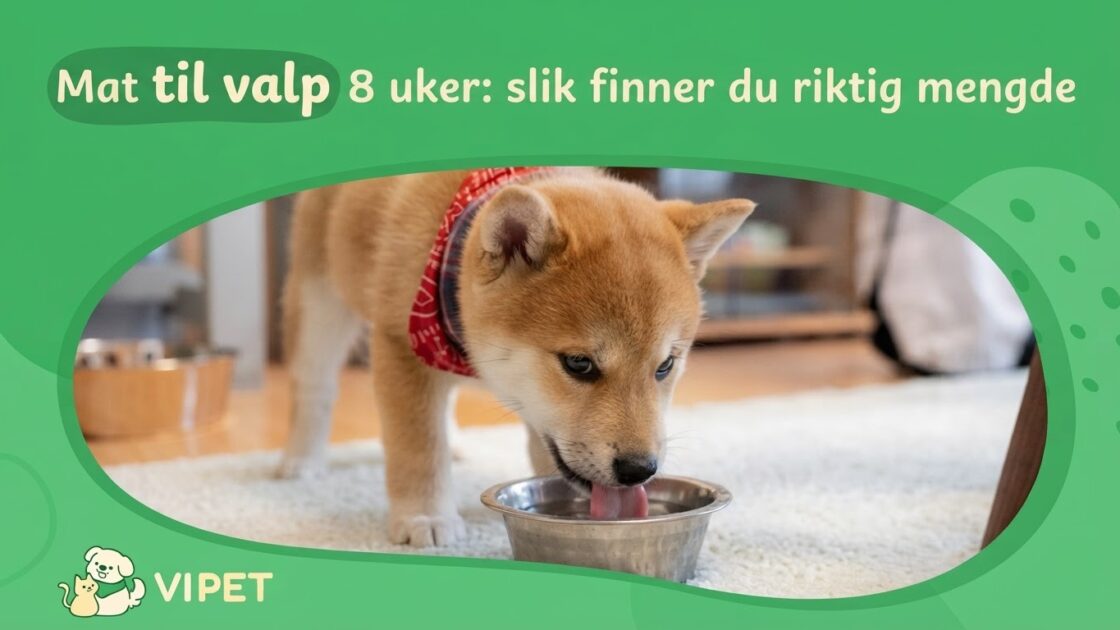 Mat til valp 8 uker: slik finner du riktig mengde