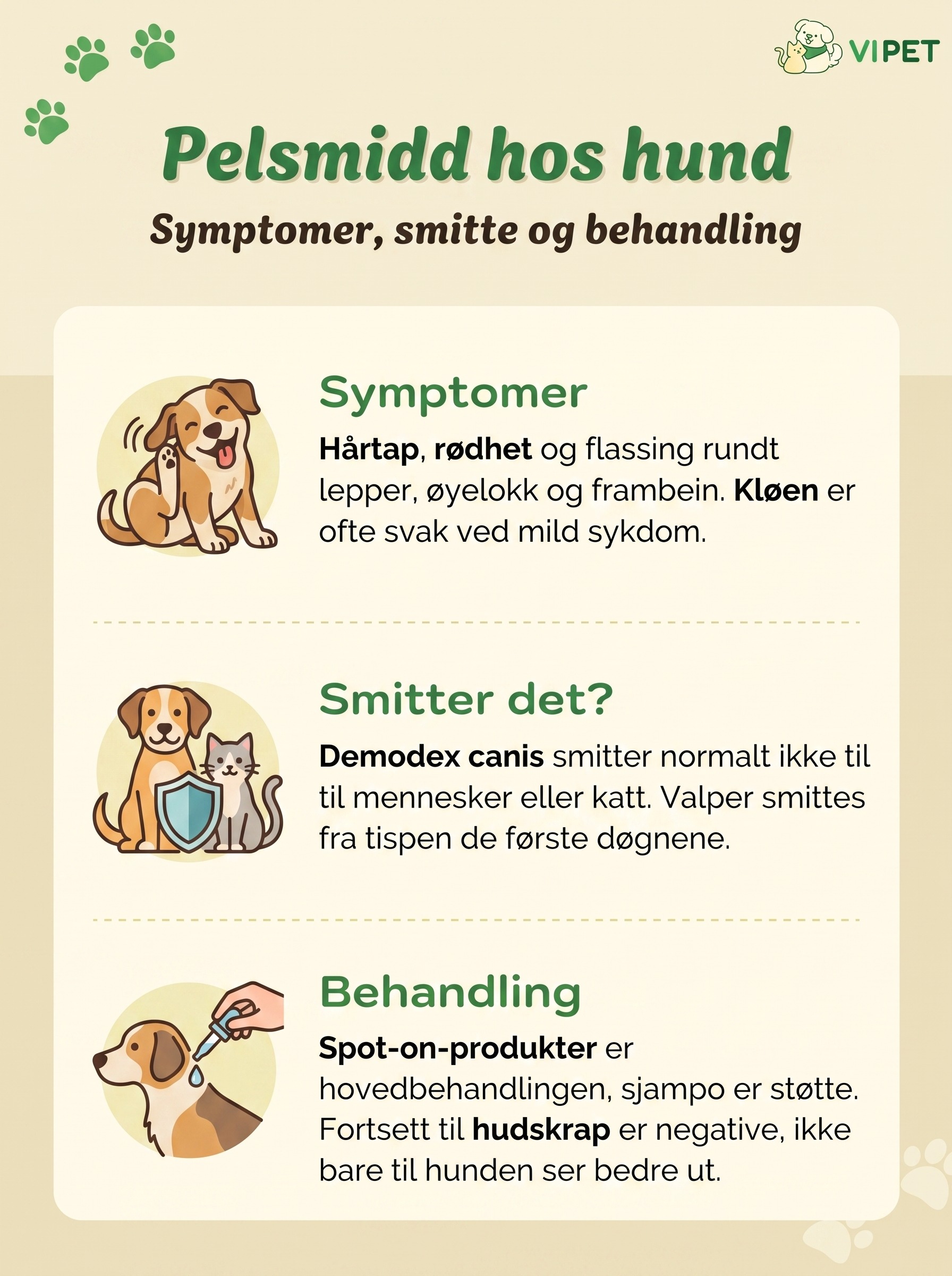 Infografikk om pelsmidd hos hund med symptomer, smitterisiko og behandling