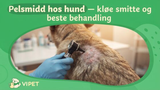 Pelsmidd hos hund — kløe smitte og beste behandling