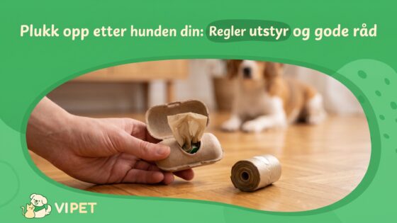 Plukk opp etter hunden din: Regler utstyr og gode råd
