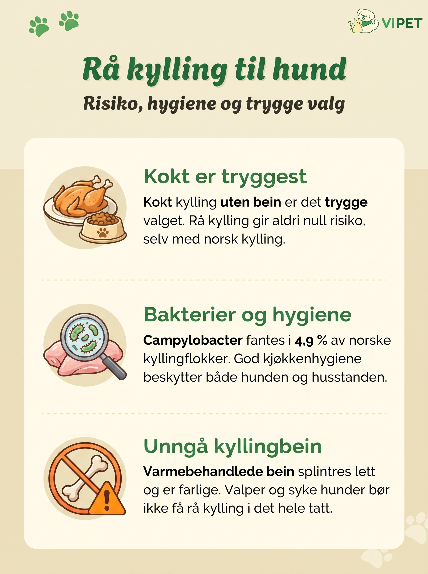 Infografikk om rå kylling til hund: kokt er tryggest, bakterierisiko og hygiene, og hvorfor kyllingbein bør unngås