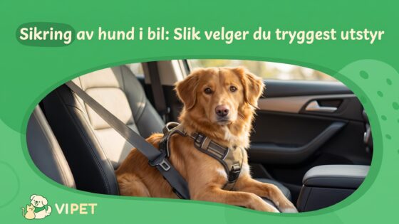 Sikring av hund i bil: Slik velger du tryggest utstyr