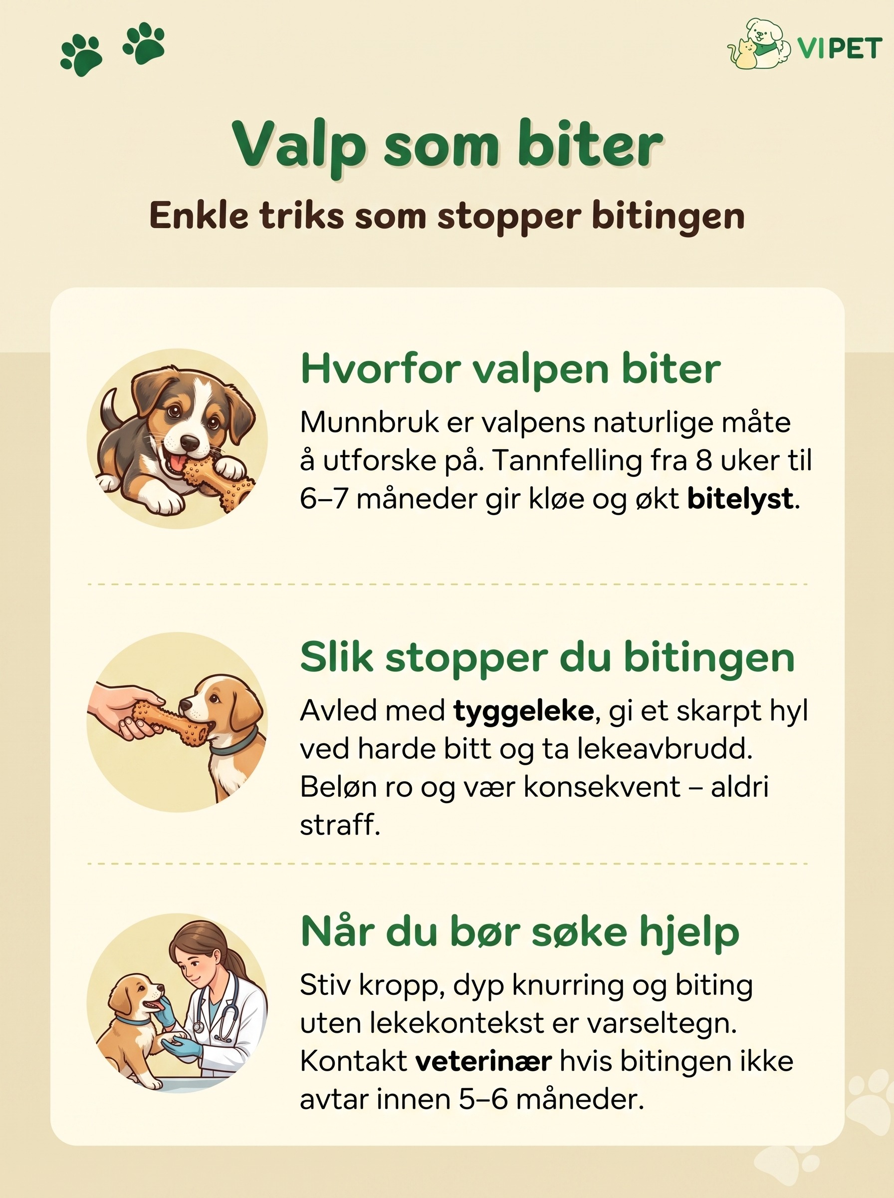 Infografikk som viser hvorfor valper biter, hvordan du stopper bitingen og når du bør søke hjelp