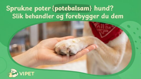 Sprukne poter hund? Slik behandler og forebygger du dem