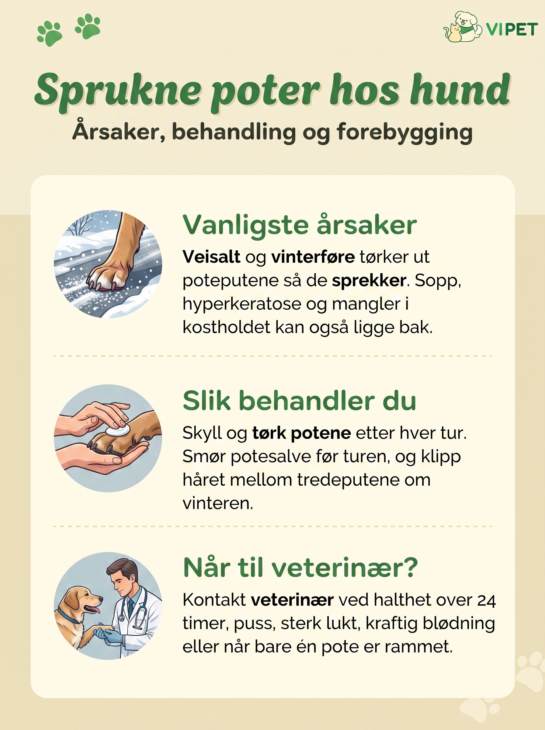 Infografikk om sprukne poter hos hund: årsaker, behandling og når du bør kontakte veterinær