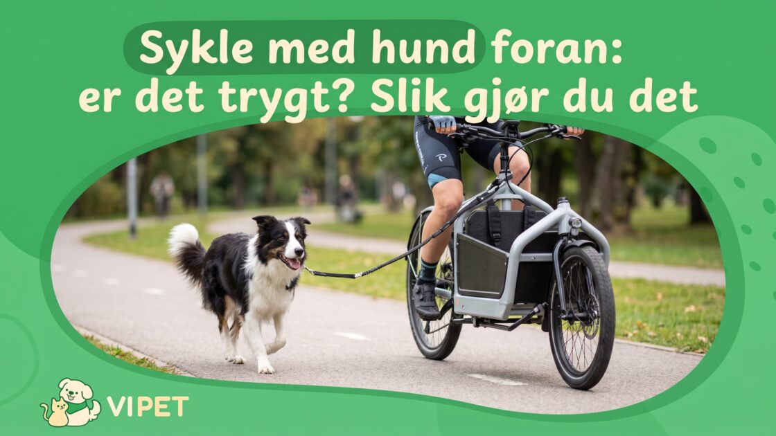 Sykle med hund foran: er det trygt? Slik gjør du det